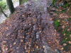 Laufstrecke